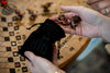 Scratched Horses Game